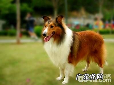 喜乐蒂为何养的人少?喜乐蒂缺陷