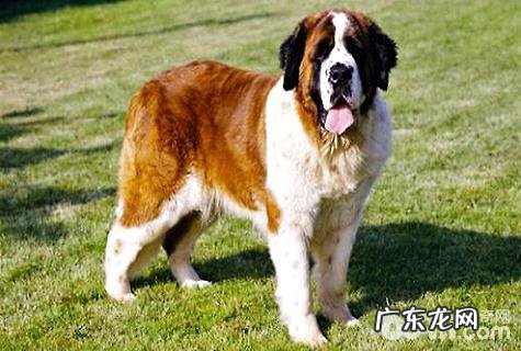 圣伯纳犬要多少钱?圣伯纳犬价钱