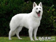 乳白色瑞士牧羊犬如何？乳白色瑞士牧羊犬详细介绍