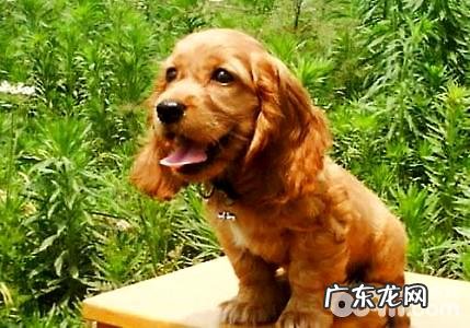 可卡犬多少钱一只？可卡犬价格