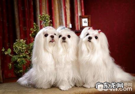 马耳他犬要多少钱?马耳他犬价钱