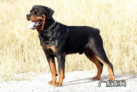 罗威纳犬性情如何?罗威纳犬性格介绍