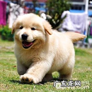 金毛性情好么?金毛性情如何?