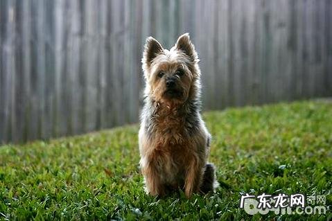 澳洲梗吃啥？澳洲梗喂养