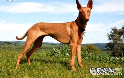 什么狗沒有异味?沒有异味的狗