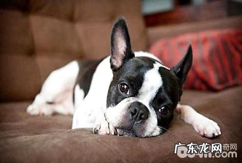 波士顿梗犬如何？波士顿梗犬的缺陷