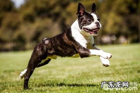 波士顿梗犬如何？波士顿梗犬的缺陷