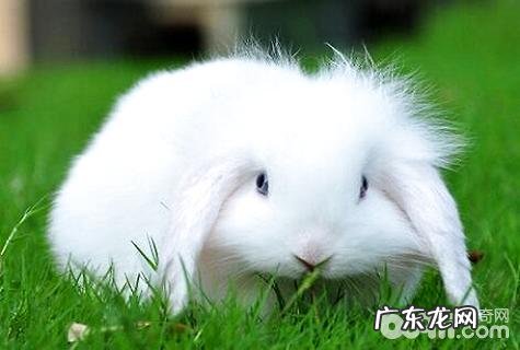 养什么宠物好？好养的宠物强烈推荐