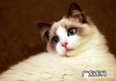 养什么宠物好？好养的宠物强烈推荐