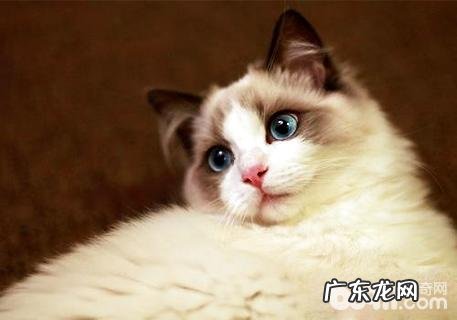 养什么宠物好？好养的宠物强烈推荐