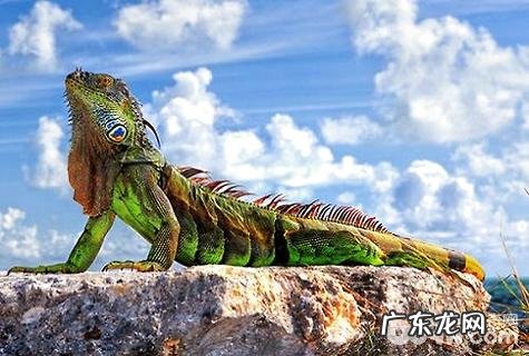 养什么宠物好？好养的宠物强烈推荐