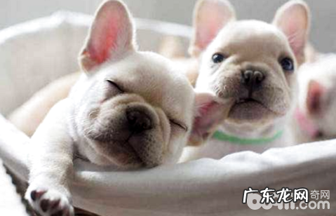 如何养狗？如何养狗基本常识