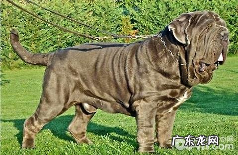 西班牙扭玻利顿犬如何?西班牙扭玻利顿犬详细介绍