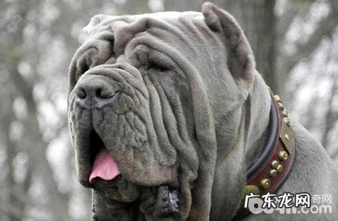 西班牙扭玻利顿犬如何?西班牙扭玻利顿犬详细介绍