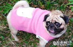 世界最抑郁的狗是啥种类？相貌抑郁的狗狗品种