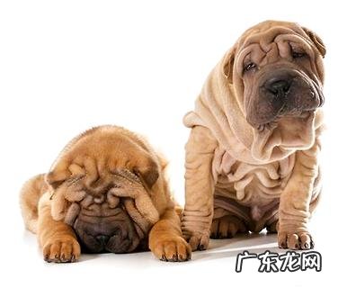 世界最抑郁的狗是啥种类?相貌抑郁的狗狗品种