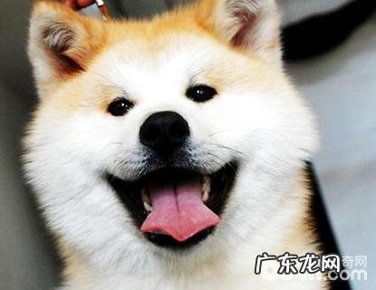 为何养秋田犬的人少?秋田犬缺陷