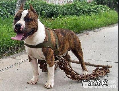 斯塔福犬如何?斯塔福犬的优点和缺点
