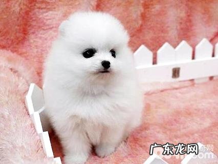 乳白色茶杯犬要多少钱？乳白色茶杯犬价格