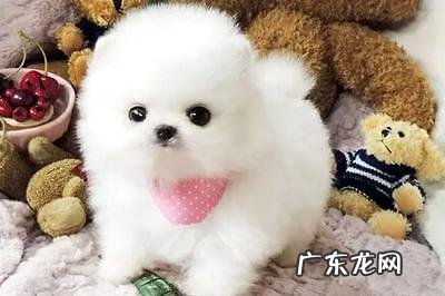 乳白色茶杯犬要多少钱？乳白色茶杯犬价格