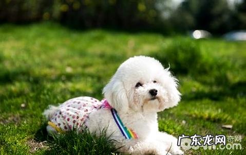 母犬来月经该怎么办?母犬来月经医护
