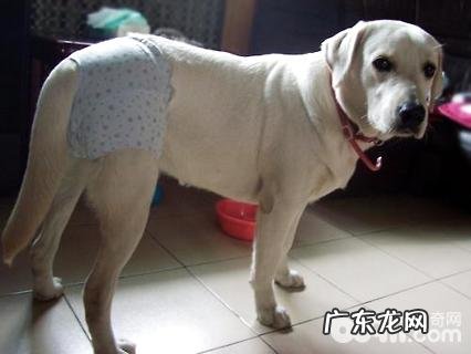 母犬来月经该怎么办?母犬来月经医护