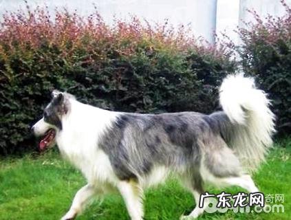 陨铁边境牧羊犬要多少钱?陨铁边境牧羊犬价钱