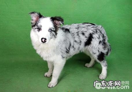 陨铁边境牧羊犬要多少钱?陨铁边境牧羊犬价钱