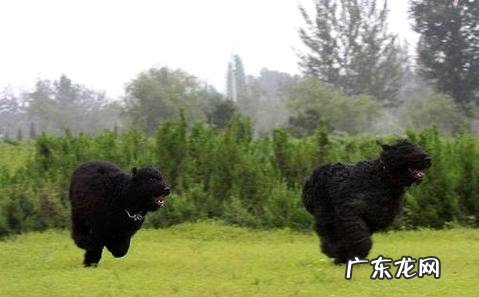 法兰德斯牧牛犬如何？法兰德斯牧牛犬详细介绍