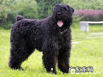 法兰德斯牧牛犬如何？法兰德斯牧牛犬详细介绍