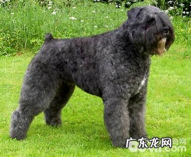 法兰德斯牧牛犬如何？法兰德斯牧牛犬详细介绍