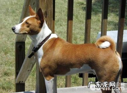 巴吉仙犬为何限养？巴吉仙犬限养的缘故