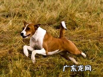 巴吉仙犬为何限养？巴吉仙犬限养的缘故