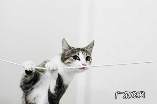 三角梅有怎样的生活习性？