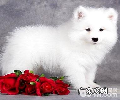 萨摩耶一生认好多个主人家?萨摩耶认主吗?