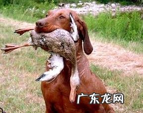 威斯拉犬要多少钱？威斯拉犬详细介绍