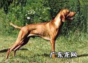 威斯拉犬要多少钱？威斯拉犬详细介绍