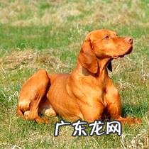 威斯拉犬要多少钱？威斯拉犬详细介绍