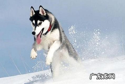 阿拉斯加犬雪橇犬金毛有什么不同？阿拉斯加犬雪橇犬金毛差别