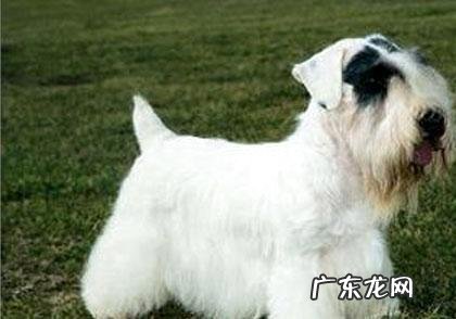 西里汉梗好养吗?西里汉梗饲养