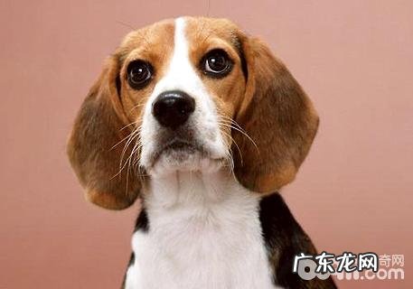 比熊犬吃啥?比熊犬吃什么狗粮?