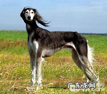 沙克犬要多少钱？沙克犬价钱