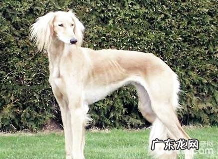 沙克犬要多少钱？沙克犬价钱