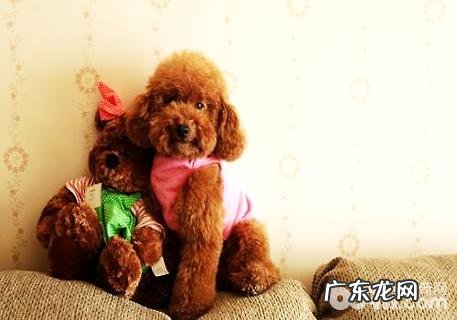 小泰迪能够吃蛋糕吗?小泰迪吃蛋糕好么?