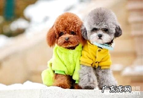 小泰迪能够吃蛋糕吗?小泰迪吃蛋糕好么?