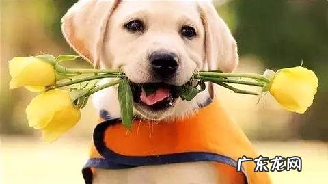 寻回犬代表什么意思?寻回犬是啥小狗?