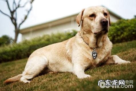 小狗被主人家打后会对付吗?小狗被主人家打后的心理状态