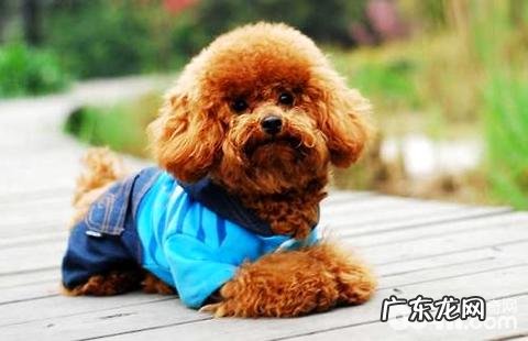 小泰迪能饮用酸奶吗?小泰迪饮用酸奶有哪些危害?