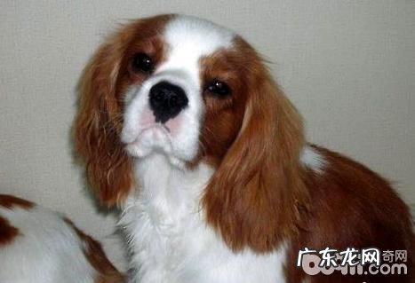 查理王小猎犬好养吗?查理王小猎犬喂养