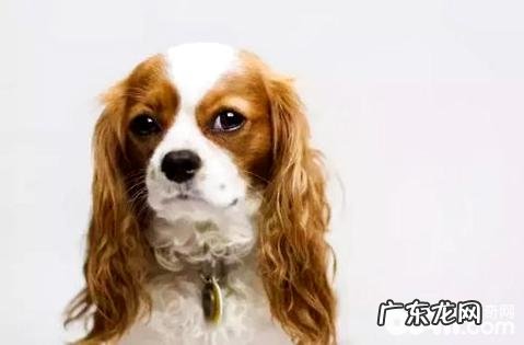 查理王小猎犬好养吗?查理王小猎犬喂养